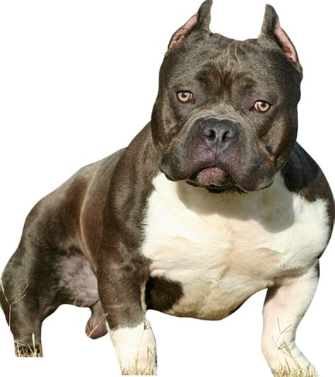 Are American bullies expensive to maintain?