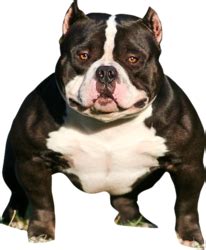 How do you tell if a dog is a American Bully?