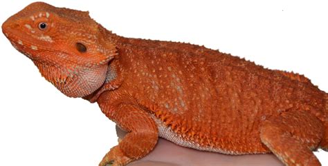 What is the lifespan of a bearded dragon?