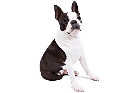 Are male or female Boston Terriers more cuddly?