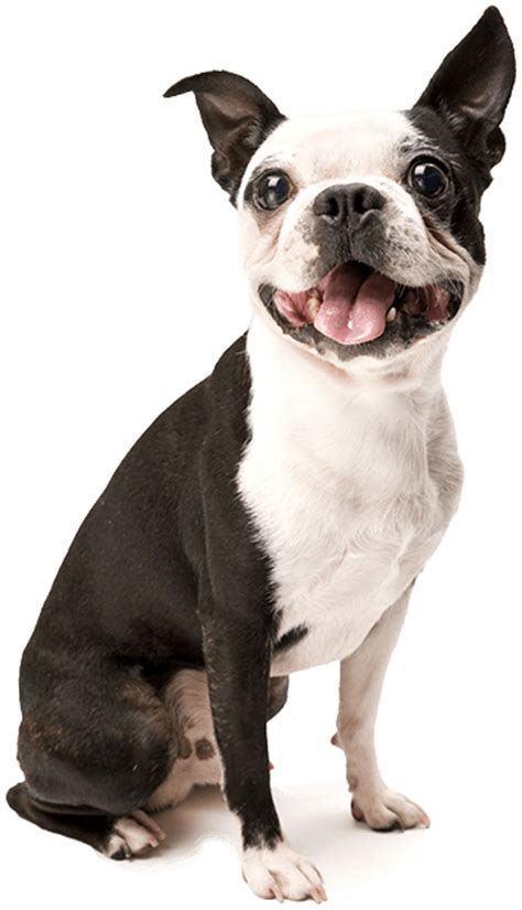 What 2 breeds make a Boston Terrier?