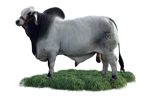 What are the disadvantages of Brahman cattle?