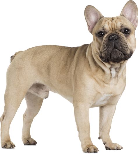 How do I stop my French Bulldog from being clingy?