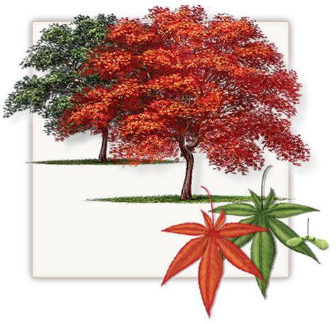 Can you sell a Japanese maple from your yard?