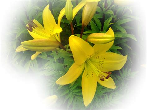 Why are my outdoor lilies turning yellow?