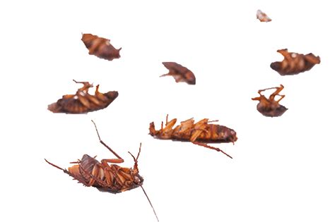 Can hissing cockroaches get stressed?