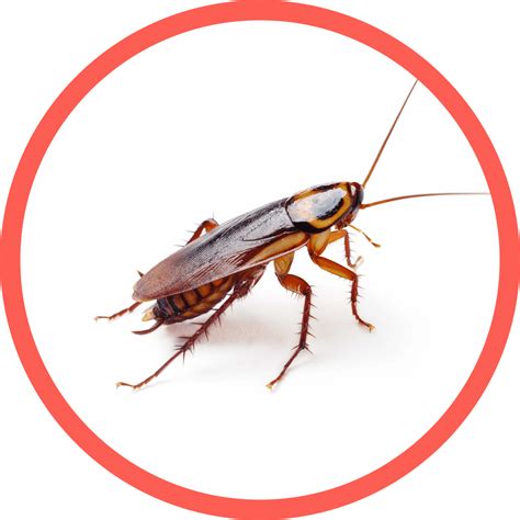 What kills cockroaches almost instantly?