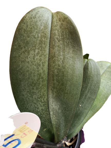 How do you fix wrinkled orchid leaves?