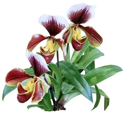 Do orchids prefer sun or shade?