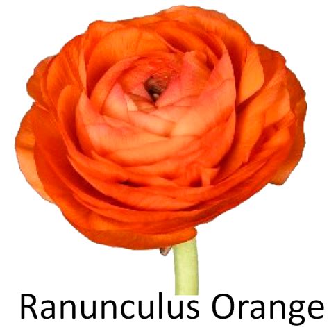 What is too hot for ranunculus?