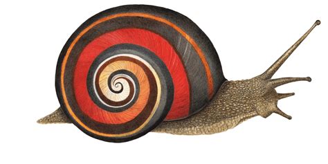 Why do snails stack on top of each other?