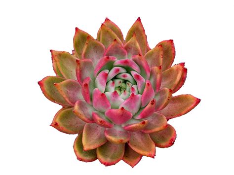 Do you water succulents from the top or bottom?
