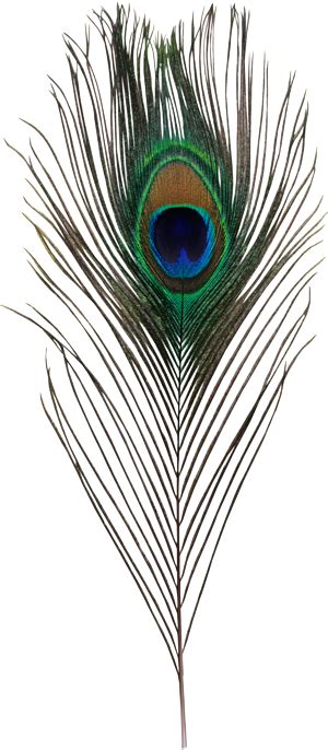 Why did Krishna put peacock feather?