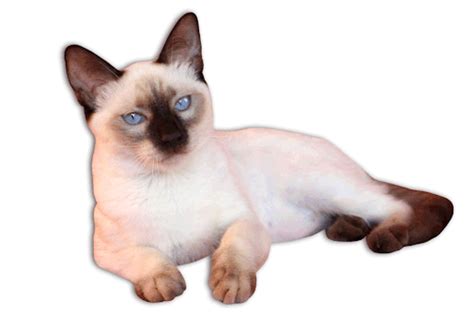 Do Siamese cats like to be picked up?
