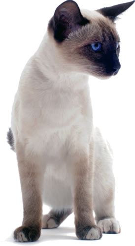How long do Siamese cats live?