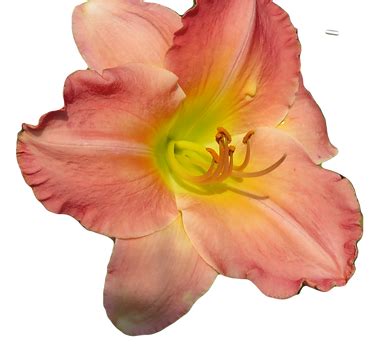 Do daylilies get too old to bloom?