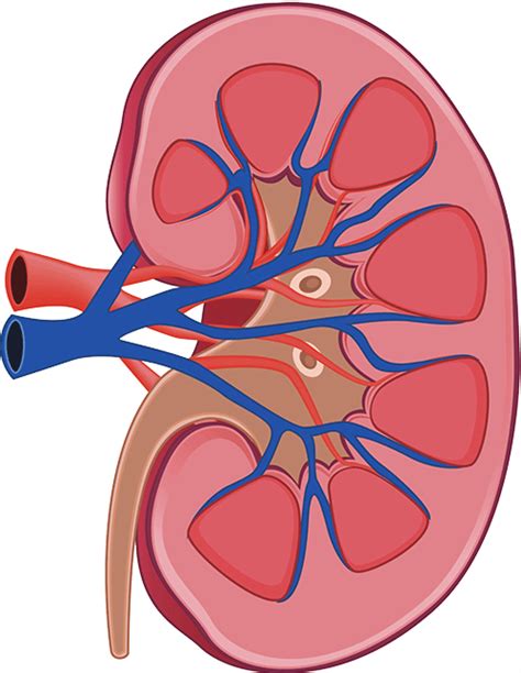 What level of creatinine indicates kidney failure?