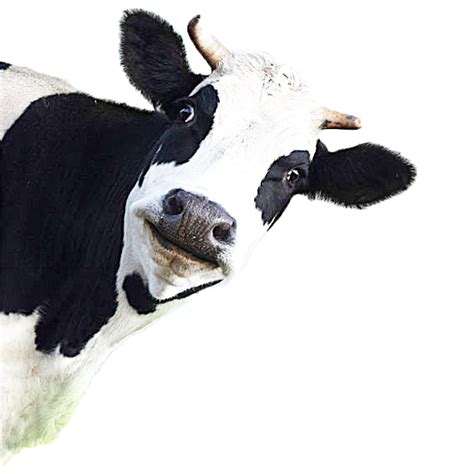 What is the origin of the phrase cash cow?