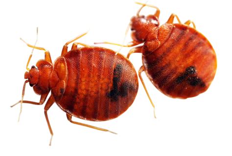 What is the root cause of bed bugs?