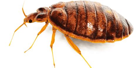 What scent keeps bed bugs away?