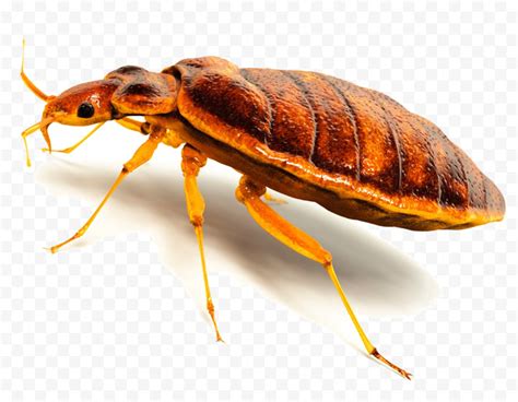 What do bed bugs hate the most?