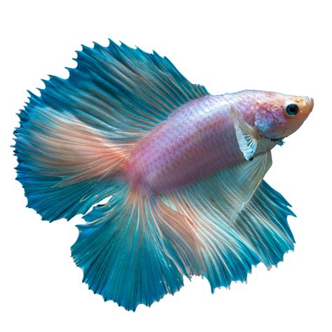 What happens before a betta fish dies?