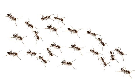 Will ants leave on their own after rain?