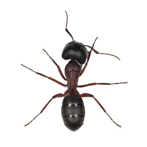 What happens when a queen ant dies?