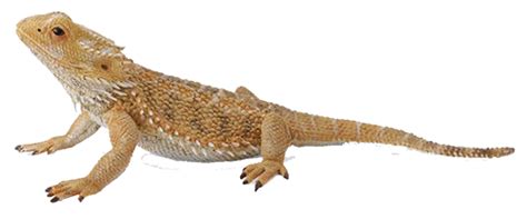 What are signs of an unhealthy bearded dragon?