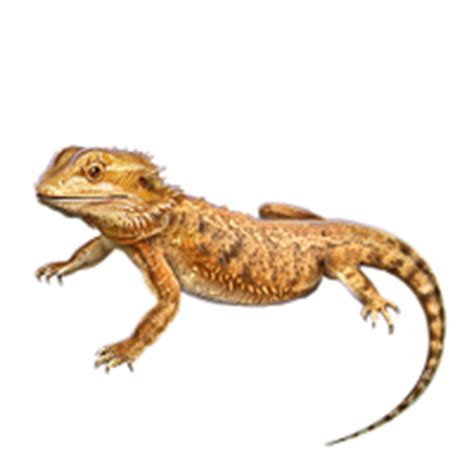 What are the first signs of MBD in bearded dragons?