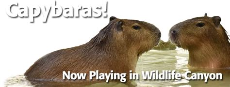 What do capybaras swim with?