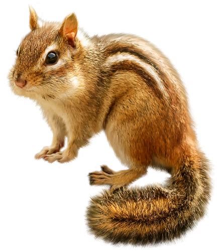 What does it mean when a chipmunk squeaks at you?