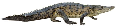 Do crocodiles walk or crawl?