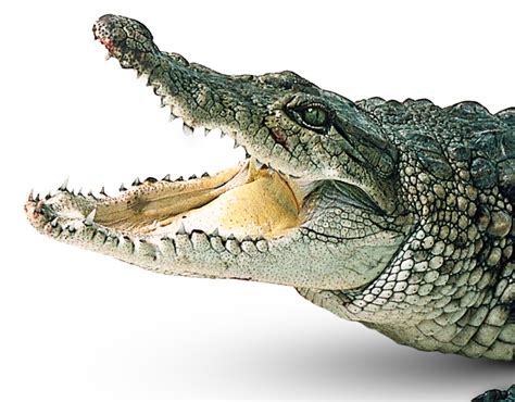 Do crocodiles see humans as prey?