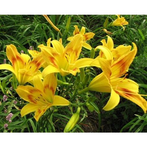 How do I know if my daylilies are overwatered?
