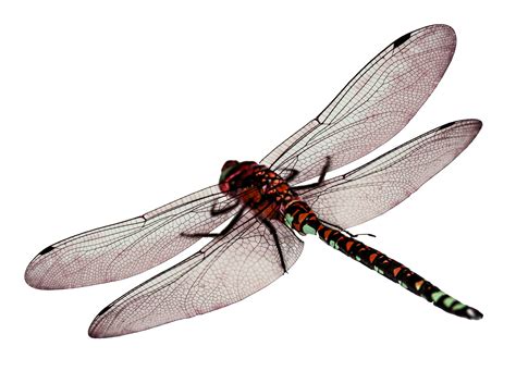 Does a dragonfly have a tail?