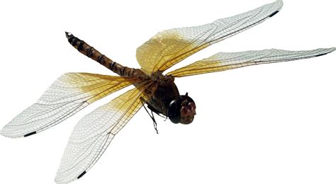 What attracts dragonflies to a yard?