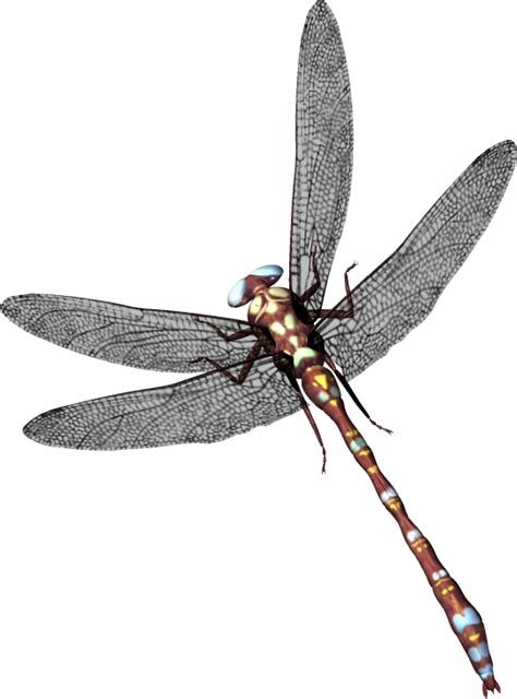 What do dragonflies love the most?