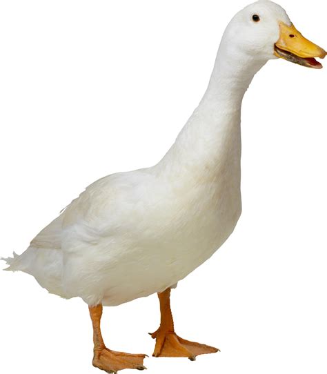 What does it mean when a duck wags its tail?