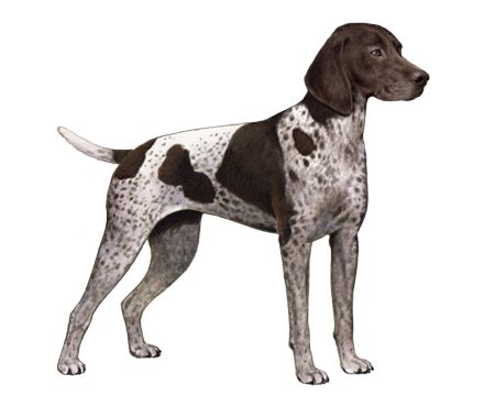 Why do German Shorthaired Pointers whine?