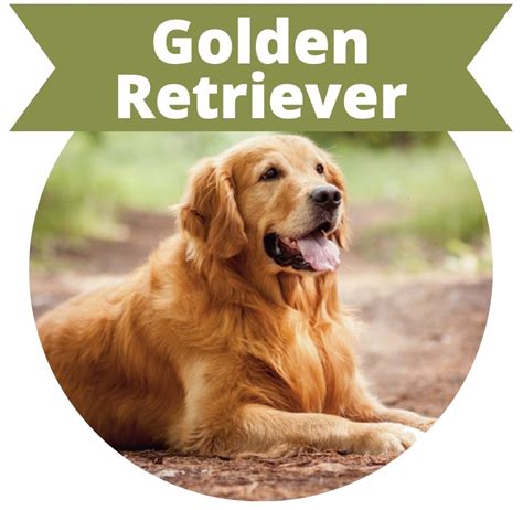 What is the smartest retriever?