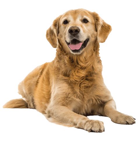 Why do Golden Retrievers like to carry things in their mouths?