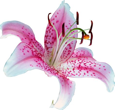 Can the smell of lilies make you feel ill?