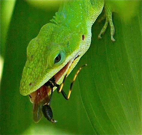Can lizards get attached to humans?