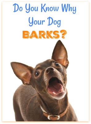 What is the barking trend?