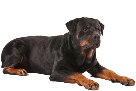 How does a Rottweiler show love?