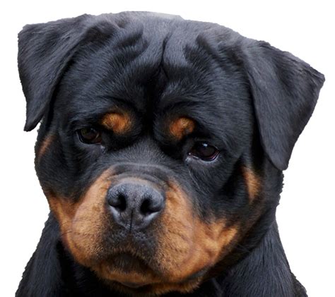 Will a Rottweiler turn on its owner?