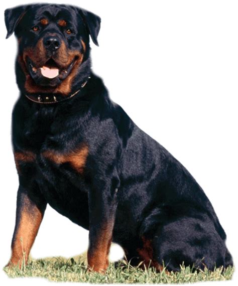 What are Rottweilers weaknesses?