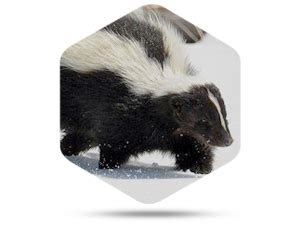 What do skunks hate most?