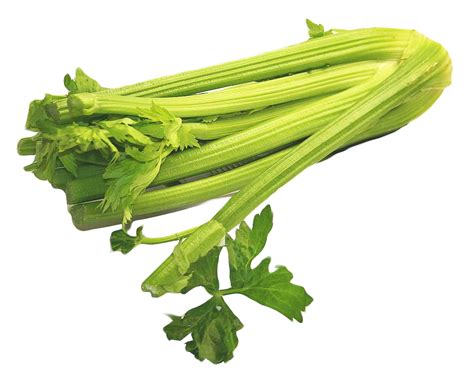 Can you eat too much celery?